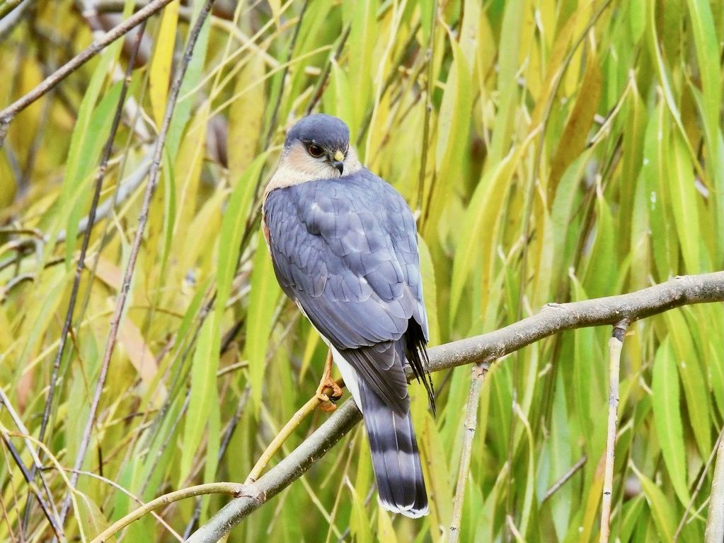Sharp-Shinned Hawk by starmist1 is licensed under CC BY-NC 2.0.